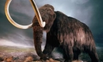 Mamut