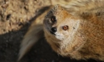 Mangusta (zdjęcie): nieustraszony łowca węża