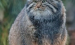 Manul
