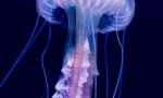 Meduza