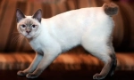 Mekong bobtail (zdjęcie): egzotyczny tajski kot z krótkim ogonem