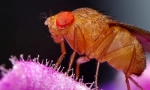 Fly drosophila
