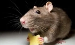 Oświetlono myszą i szczur