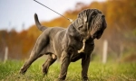 Neapolitański mastiff