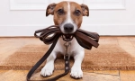 O smyczy dla psów