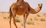 Jednopalony wielbłąd