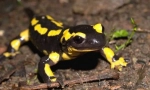 Fire salamande