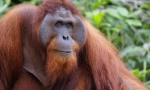 Orangutan