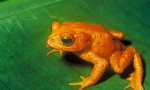 Orange ropucha
