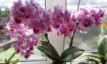 Orchidee