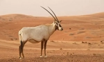 Cukier oryx