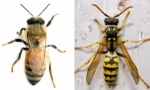 Różnice pszczoły od osy