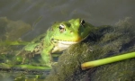 Jezioro frog