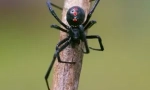 Spider black wdowa: opis i styl życia