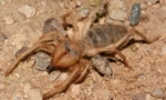 Falang spider (camel): opis i funkcje