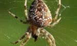 Krzyż spider