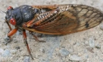 Okresowa cicada