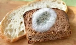 Grzyby formy na chleb i przyczyny ich wyglądu