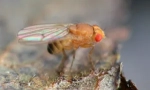 Owoce muchy drosophila
