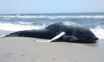 Dlaczego wieloryby są rzucane na brzeg?
