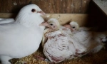 Dlaczego nigdy nie widzimy piskląt gołębi. Ukrywają je?
