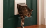 Dlaczego nasze koty nie lubią zamkniętych drzwi?
