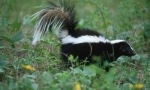 Dlaczego skunk pachnie źle?