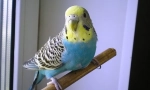 Dlaczego falista papuga drży i potrząsa