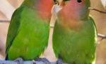 Papugi są kochankami