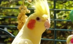 Parrot corella pielęgnacja i treść