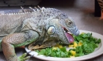 Dieta iguana w przyrodzie i w domu