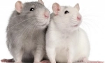 Hodowla szczura w domu