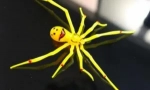 Rzadkie i niezwykłe pająki