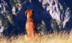 Rhodesian ridgeback (zdjęcie): lustffful hunter i bold watchman