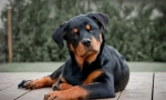 Rottweiler