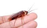 Redhead cockroach