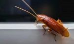 Redhead cockroach