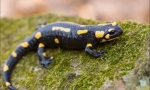 Salamandra