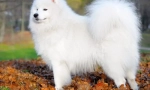 Samoyed laika (foto) - lojalny przyjaciel i pozytywny ładunek energii
