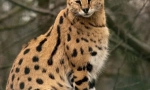 Serval