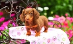 Dachshunds szczeniąt (zdjęcie): niski pies z wysoką inteligencją i urokiem