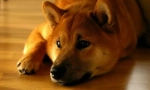 Shiba w