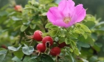 Rose hip