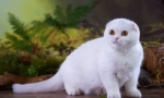 Scottish fold cat - standard rasy, charakter, cechy treści