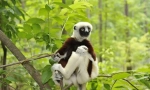 Sifaka lemur