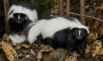 Skunks