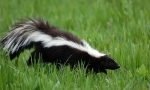 Skunks