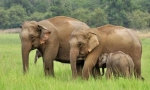 Elephant indian (asian elephant)