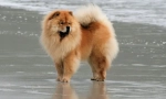 Psy rasy chow-chow (zdjęcie): honous home lion