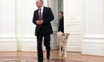 Russian prezydent vladimir putin dogs